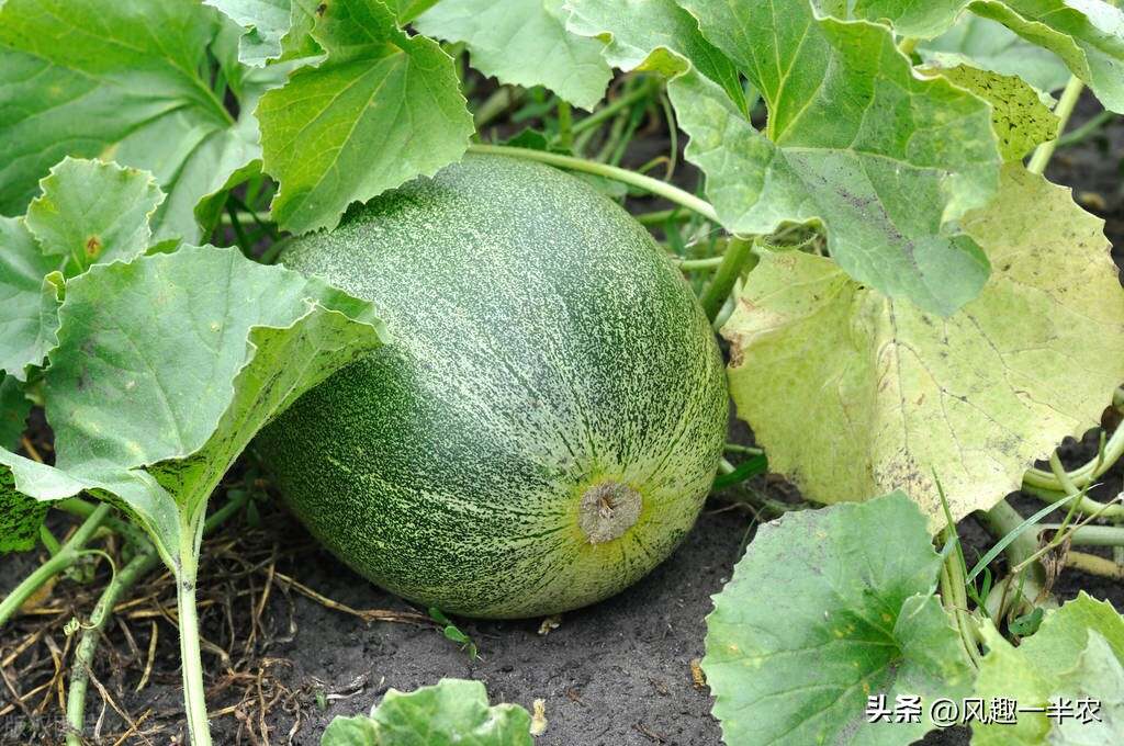 种植丝瓜、南瓜最忌怕哪些施肥方法？如何施肥才高产