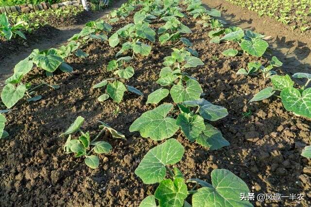 种植丝瓜、南瓜最忌怕哪些施肥方法？如何施肥才高产