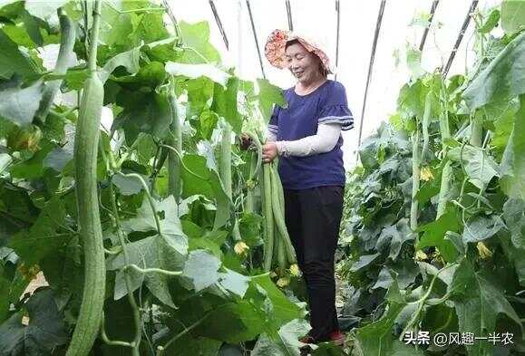 种植丝瓜、南瓜最忌怕哪些施肥方法？如何施肥才高产